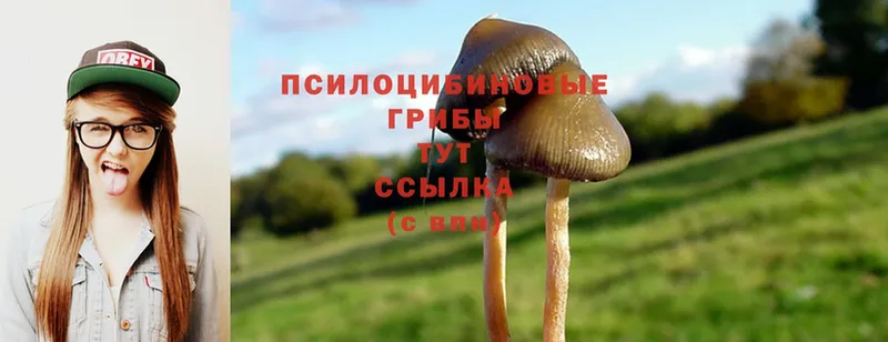 Псилоцибиновые грибы Psilocybine cubensis  Завитинск 